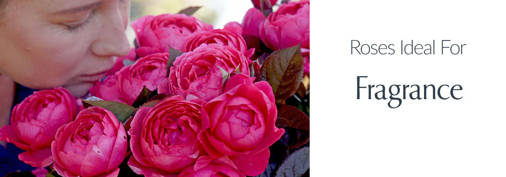 View Roses Ideal For Fragrance